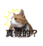 台湾語を話すぽっちゃり茶白猫（個別スタンプ：13）