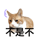台湾語を話すぽっちゃり茶白猫（個別スタンプ：14）