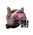台湾語を話すぽっちゃり茶白猫（個別スタンプ：15）