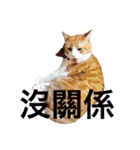 台湾語を話すぽっちゃり茶白猫（個別スタンプ：18）