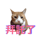 台湾語を話すぽっちゃり茶白猫（個別スタンプ：20）
