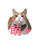 台湾語を話すぽっちゃり茶白猫（個別スタンプ：30）