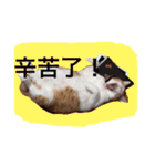 台湾語を話すぽっちゃり茶白猫（個別スタンプ：36）