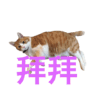 台湾語を話すぽっちゃり茶白猫（個別スタンプ：37）