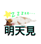 台湾語を話すぽっちゃり茶白猫（個別スタンプ：39）