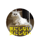 チンチラシルバー☆ジェシーちゃん（個別スタンプ：35）