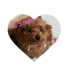 愛犬トイプードルのぽんず（個別スタンプ：1）