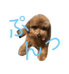 愛犬トイプードルのぽんず（個別スタンプ：2）