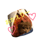 愛犬トイプードルのぽんず（個別スタンプ：3）