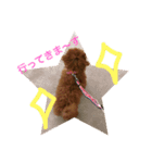 愛犬トイプードルのぽんず（個別スタンプ：4）