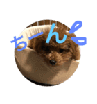 愛犬トイプードルのぽんず（個別スタンプ：8）