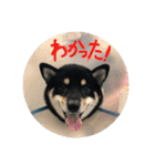ごまいぬ2（個別スタンプ：3）
