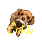 つぶのすけぺったん（個別スタンプ：1）