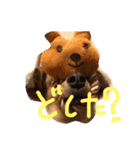 つぶのすけぺったん（個別スタンプ：2）