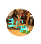 つぶのすけぺったん（個別スタンプ：5）