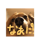 つぶのすけぺったん（個別スタンプ：6）