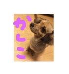 つぶのすけぺったん（個別スタンプ：15）