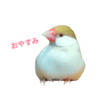 Cute birds (The Suzukis)（個別スタンプ：1）