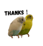 Cute birds (The Suzukis)（個別スタンプ：5）