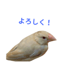 Cute birds (The Suzukis)（個別スタンプ：6）