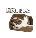 ねこスタンプ【スコティッシュ】③ビジネス（個別スタンプ：20）