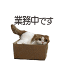 ねこスタンプ【スコティッシュ】③ビジネス（個別スタンプ：21）