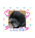 トイプーあじちゃん2（個別スタンプ：1）