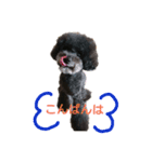 トイプーあじちゃん2（個別スタンプ：3）