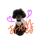 トイプーあじちゃん2（個別スタンプ：8）