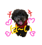 トイプーあじちゃん2（個別スタンプ：9）