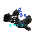 トイプーあじちゃん2（個別スタンプ：12）