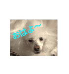 ジョニーのひとことスタンプ（個別スタンプ：8）