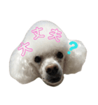 ジョニーのひとことスタンプ（個別スタンプ：11）