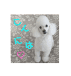 ジョニーのひとことスタンプ（個別スタンプ：12）