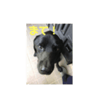 保護犬  『じゃんじゃん』（個別スタンプ：2）