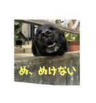 保護犬  『じゃんじゃん』（個別スタンプ：3）