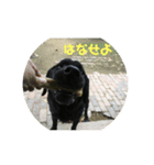 保護犬  『じゃんじゃん』（個別スタンプ：4）