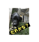 保護犬  『じゃんじゃん』（個別スタンプ：5）