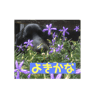 保護犬  『じゃんじゃん』（個別スタンプ：7）