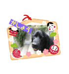 保護犬  『じゃんじゃん』（個別スタンプ：8）