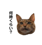 グリ＆おこげ  トラ猫と黒猫のスタンプ（個別スタンプ：6）