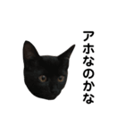 グリ＆おこげ  トラ猫と黒猫のスタンプ（個別スタンプ：13）