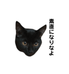 グリ＆おこげ  トラ猫と黒猫のスタンプ（個別スタンプ：14）