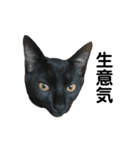 グリ＆おこげ  トラ猫と黒猫のスタンプ（個別スタンプ：15）