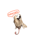 犬めっちゃ可愛い（個別スタンプ：1）