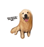 犬めっちゃ可愛い（個別スタンプ：2）