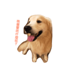 犬めっちゃ可愛い（個別スタンプ：4）