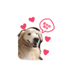 犬めっちゃ可愛い（個別スタンプ：5）