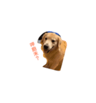 犬めっちゃ可愛い（個別スタンプ：11）