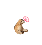 犬めっちゃ可愛い（個別スタンプ：15）